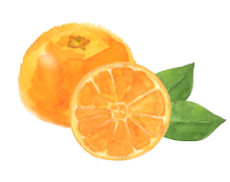 柑橘ポリフェノール ヘスペリジン 伊藤園